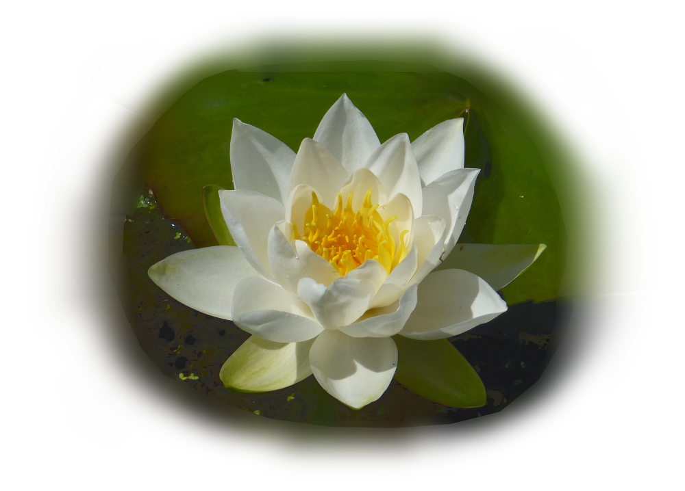 water lily